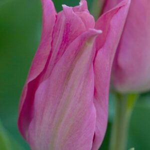 Tulipa Pretty Lady