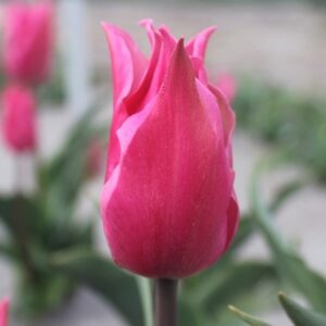 Tulipa Pretty Love