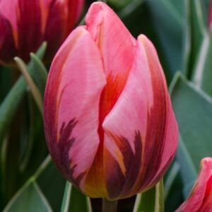 Tulipa Pretty Princess