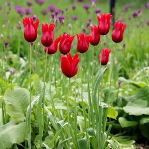 Tulipa Pretty Woman