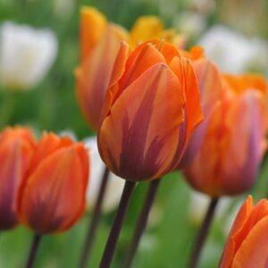 Tulipa Prinses Irene