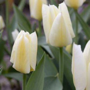 Tulipa Purissima