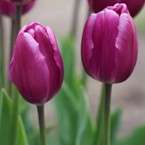 Tulipa Purple Flag