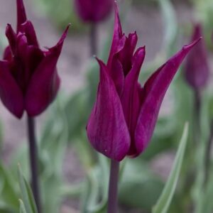 Tulipa Purple Heart