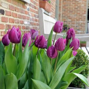 Tulipa Purple Prince