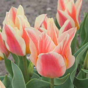 Tulipa Quebec