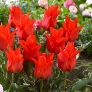 Tulipa Red Riding Hood