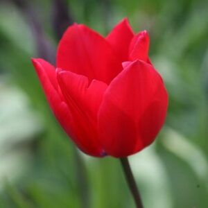 Tulipa Red Rover