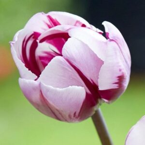 Tulipa Rems Favourite