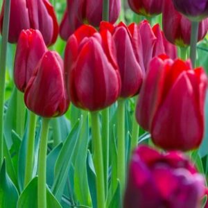 Tulipa Renegade