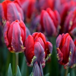 Tulipa Rococo