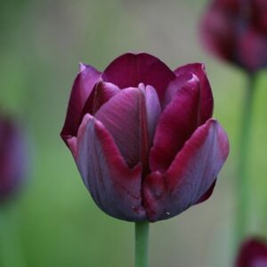 Tulipa Ronaldo