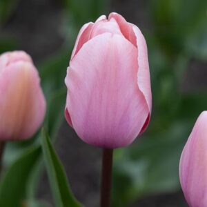 Tulipa Salmon Impression