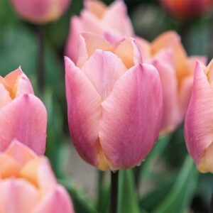 Tulipa Salmon Prince