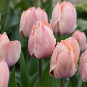 Tulipa Salmon Van Eijk