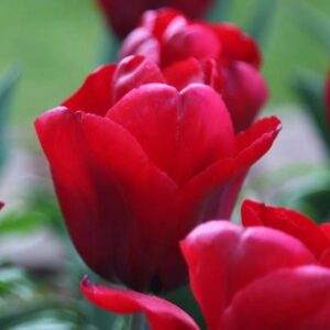 Tulipa Seadov