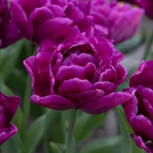 Tulipa Showcase
