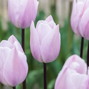 Tulipa Silver Cloud