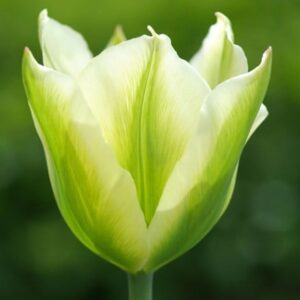 Tulipa Spring Green