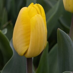 Tulipa Strong Gold