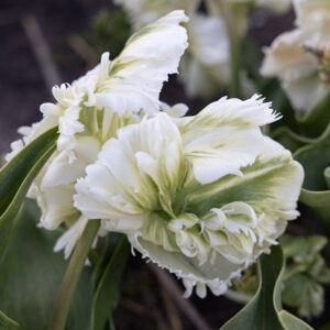 Tulipa Super Parrot