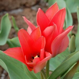 Tulipa Toronto