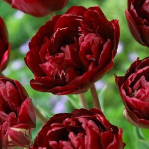 Tulipa Uncle Tom