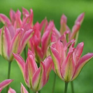 Tulipa Virichic