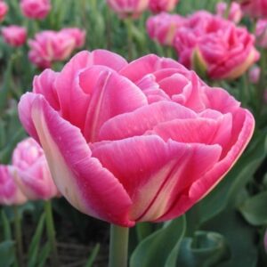 Tulipa Vogue