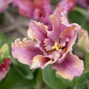 Tulipa Vovos