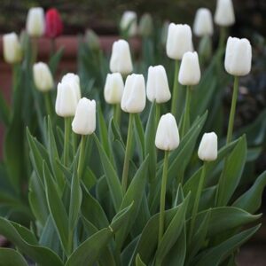Tulipa White Dream