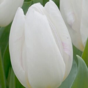 Tulipa White Prince