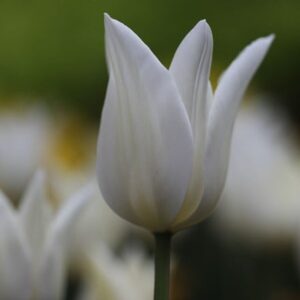 Tulipa White Triumphator