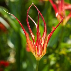 Tulipa acuminata
