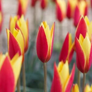 Tulipa clusiana var. chrysantha Tubergen's Gem