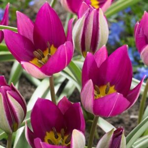 Tulipa humilis Persian Pearl