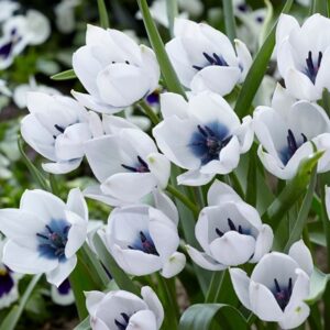 Tulipa humilis var. pulchella Albocaerulea Oculata Group