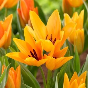 Tulipa praestans Shogun