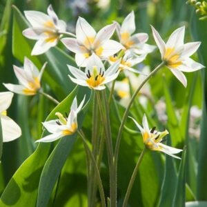 Tulipa turkestanica