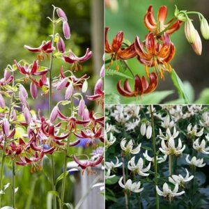 Turkscap lily collection