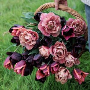 Turner's sunset tulip collection