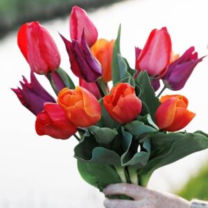 Tutti frutti tulip collection