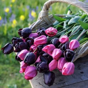 Twilight tulip collection
