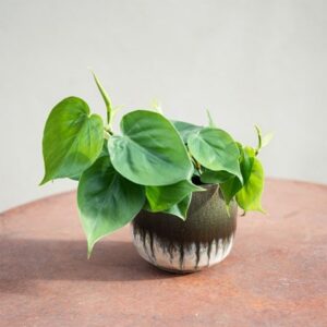 Two tone glazed ombre plant pot - green
