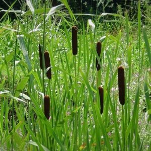 Typha angustifolia