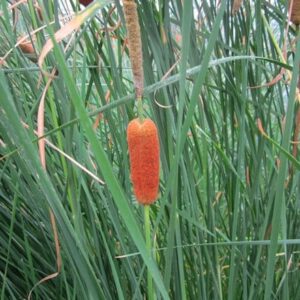 Typha gracilis