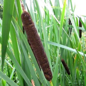 Typha latifolia