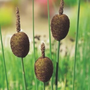 Typha minima