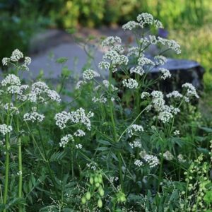 Valeriana officinalis