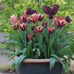 Venetian sky tulip collection